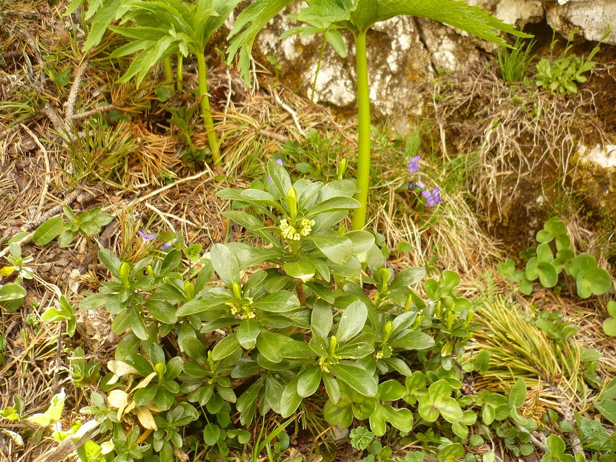 Daphne laureola subsp. philippi (Thymelaeaceae)